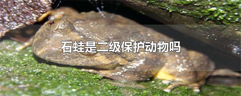 石蛙是几级保护动物(什么蛙是二级保护动物)