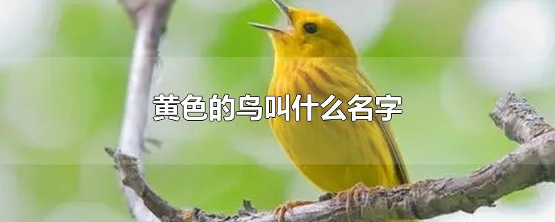 黄色的鸟叫什么名字好听(黄色的鸟叫什么名字好)