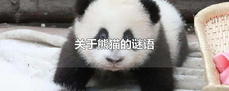 关于熊猫的谜语有哪些(关于熊猫的谜语幼儿园)