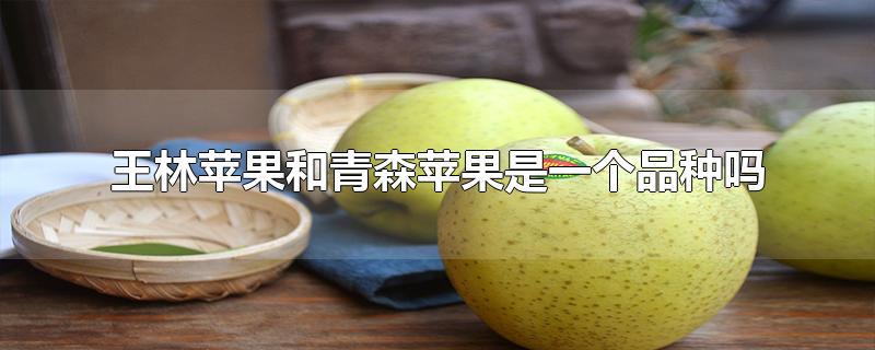 王林苹果和青森苹果是一个品种吗(青森苹果和王林苹果区别)