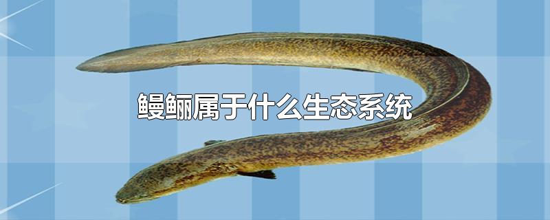 鳗鲡属于什么生态系统的动物(鳗鲡属于什么生态系统?)