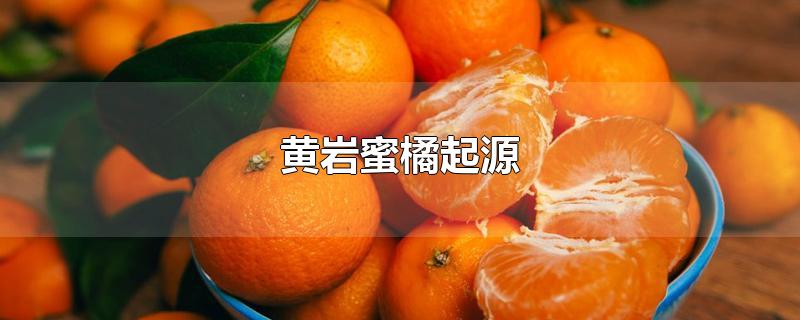 黄岩蜜橘子(黄岩的蜜橘成熟了(正所谓)