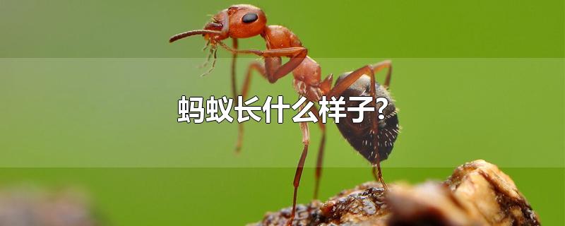 蚂蚁长什么样子图片(蚂蚁长什么样子?)