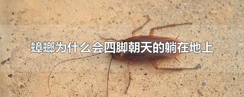 蟑螂为什么会四脚朝天的躺在地上,蟑螂为什么会四脚朝天的躺在地上不动是在排卵吗