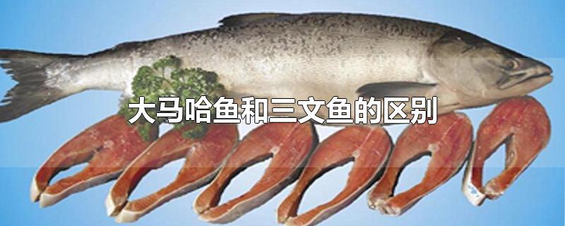 大马哈鱼和三文鱼的区别图片(大马哈鱼和三文鱼的区别)