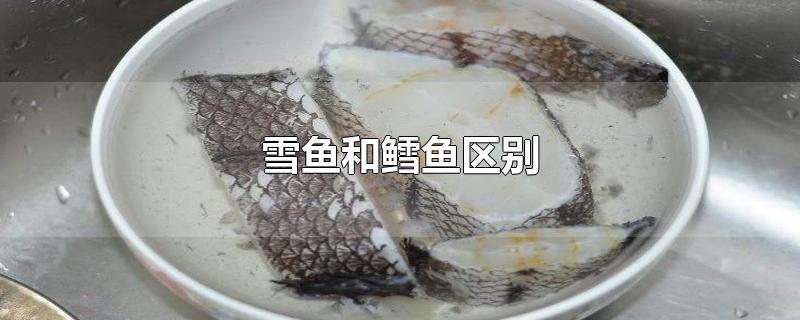 雪鱼和鳕鱼区别宝宝可以吃吗,银雪鱼跟鳕鱼的区别