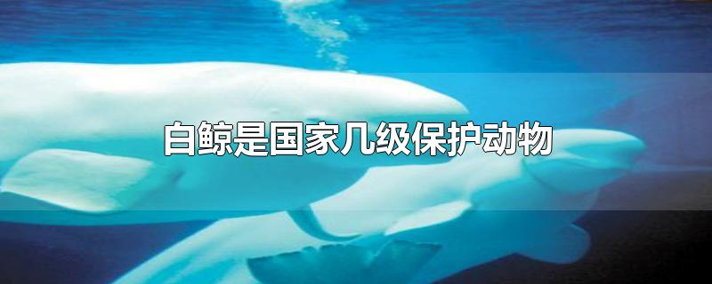 白鲸是国家几级保护动物?(白鲸是国家几级保护动物违规者会怎样)