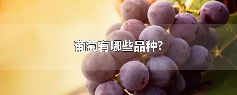 葡萄有哪些品种?(新疆葡萄的品种有哪些?)