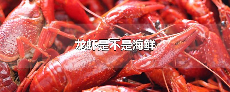 海鲜大龙虾(海鲜大龙虾图片)