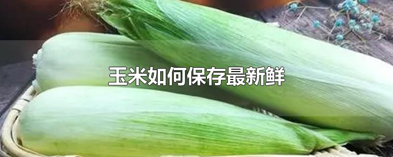 新鲜玉米如何保存最新鲜,水果玉米如何保存最新鲜