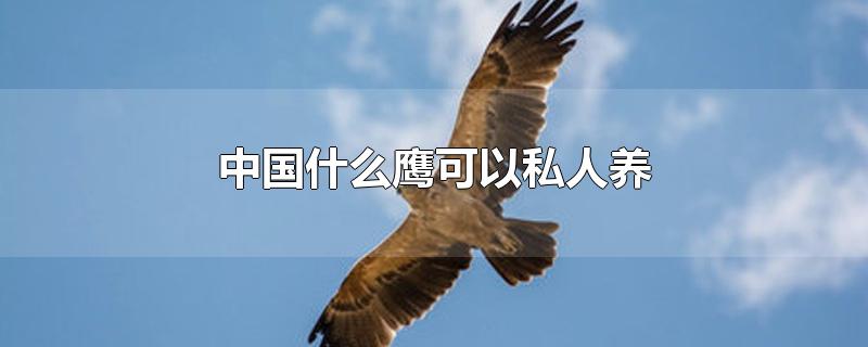 中国什么鹰可以私人养殖(在中国可以养什么鹰)