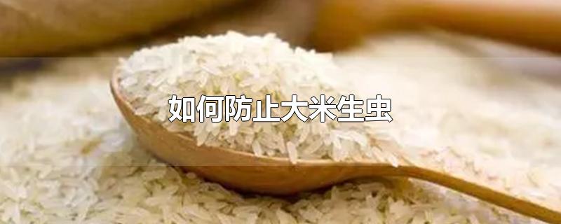 如何防止大米生虫子处理小诀窍(预防大米生虫的最好方法)