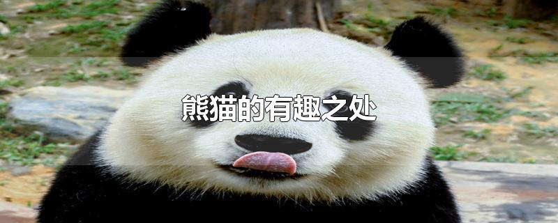 熊猫的有趣之处是什么(熊猫的有趣之处)