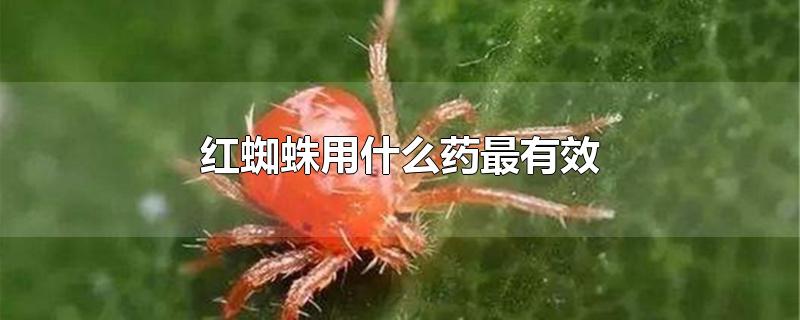红蜘蛛用什么药最有效(怎么防治(杀死红蜘蛛最好的农药)
