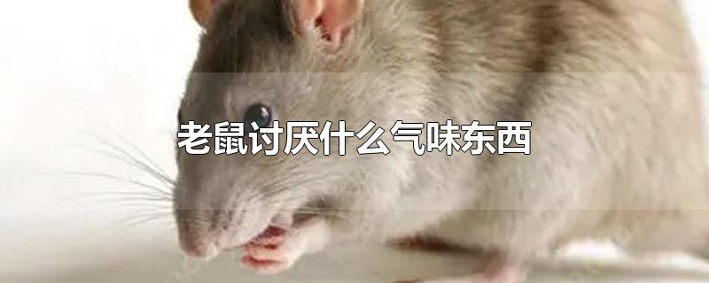 老鼠讨厌什么气味东西(老鼠怕什么气味?老鼠怕什么东西?)