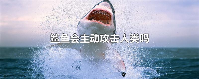 鲨鱼会主动攻击人类吗?游泳遇到鲨鱼该怎么办?(鲨鱼会主动攻击人类吗?)