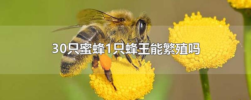 200只蜜蜂加一蜂王能繁殖吗,50只蜜蜂能养活蜂王吗