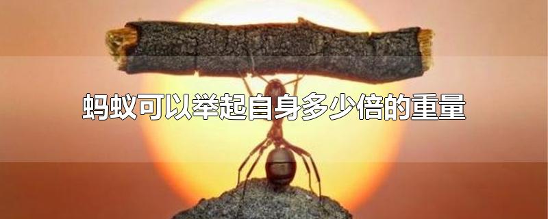 一只蚂蚁可以举起自身多少倍的重量(蚂蚁可以举起自身多少倍的重量)