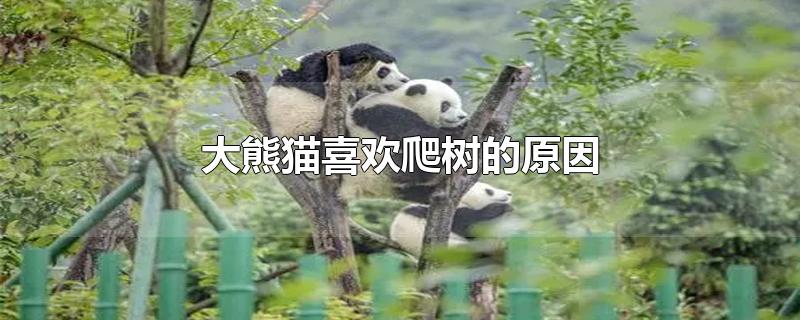 大熊猫喜欢爬树的原因是什么(小熊猫会爬树吗)