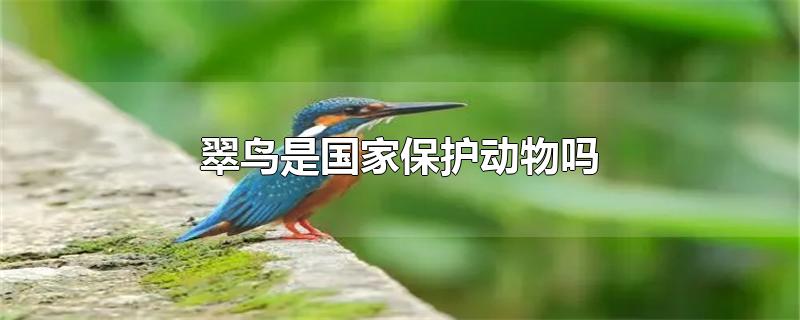 普通翠鸟是国家保护动物吗(白胸翡翠鸟是国家保护动物吗)