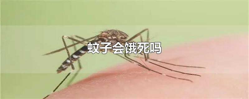 蚊子会饿死吗?(蚊子会饿死吗室内)