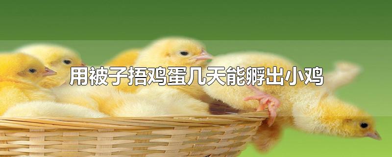 用被子捂鸡蛋几天能孵出小鸡(用被子捂鸡蛋几天能孵出小鸡的过程)