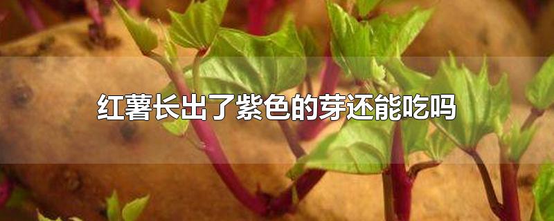 红薯长出了紫色的芽还能吃吗孕妇可以吃吗(红薯长出了紫色的芽还能吃吗?图片)