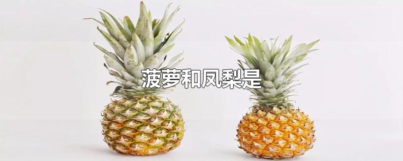 菠萝和凤梨是一个品种吗?(菠萝和凤梨是同一种水果吗)