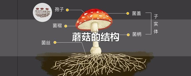 蘑菇的结构图名称(蘑菇的结构示意图)