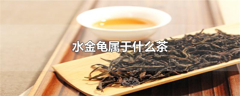 武夷岩茶水金龟属于什么茶(水金龟属于什么茶)