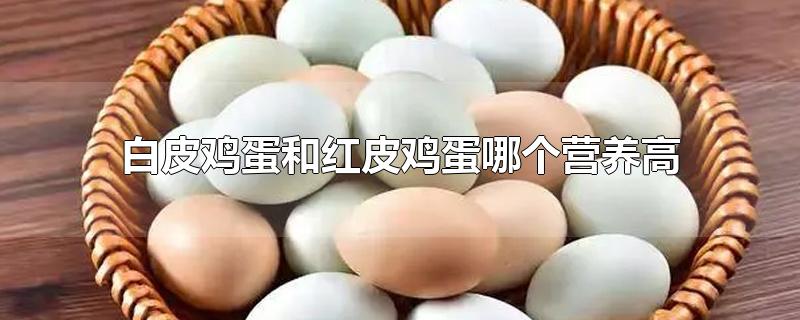 红皮鸡蛋和白皮鸡蛋的营养价值区别(红皮和白皮鸡蛋哪个更有营养)