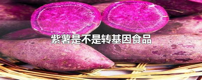 紫薯是不是转基因食品?(紫薯是不是转基因食品?是不是?)