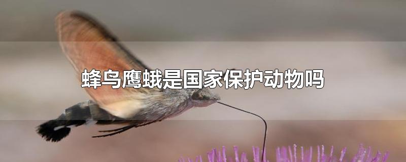 蜂鸟鹰蛾是国家保护动物吗?,蜂鸟是几级保护动物