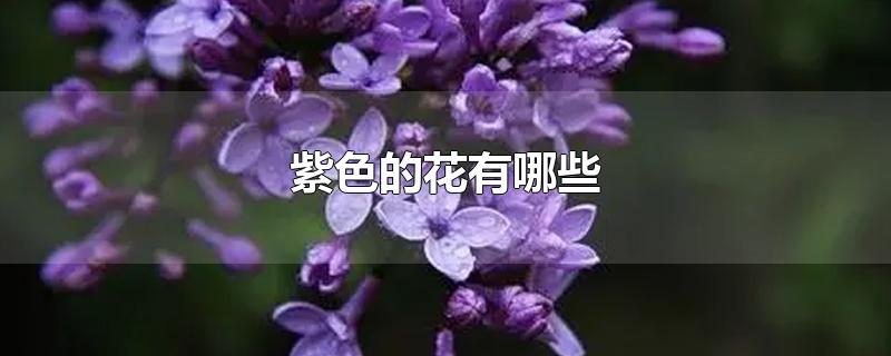 紫色的花有哪些及花名(紫色的花有哪些?)