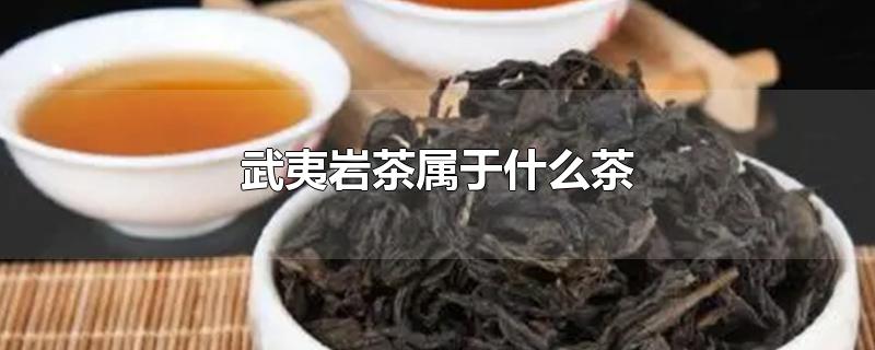 武夷岩茶属于什么茶类(武夷岩茶属于什么茶(对胃好吗)