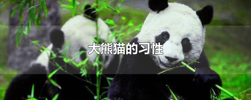 大熊猫的性格特点(大熊猫的特点和爱好)