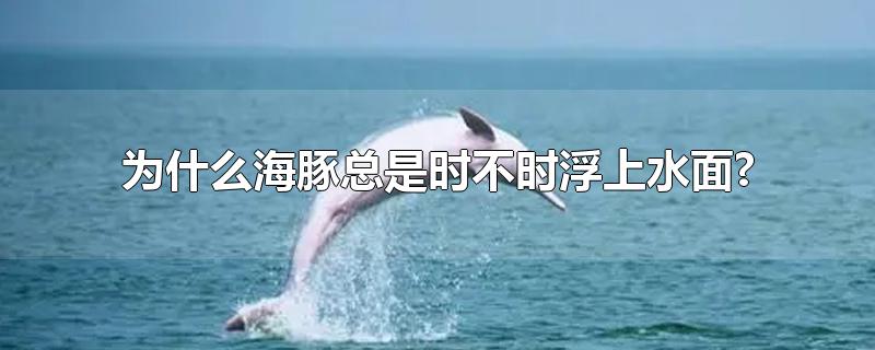 为什么海豚总是时不时浮上水面?(海豚为什么要跃出水面)