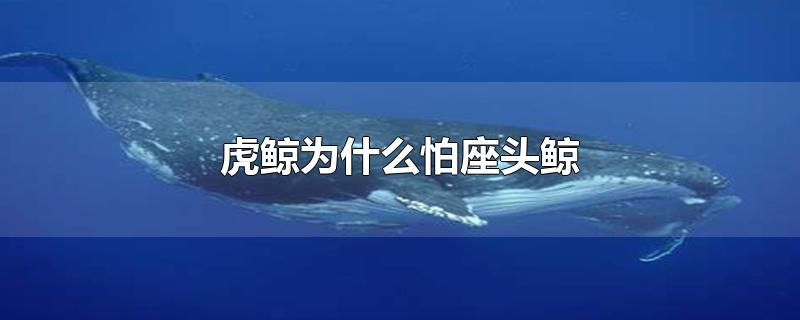 座头鲸(虎鲸为什么怕座头鲸马达加斯加斯瓦诺)