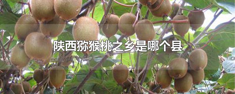 陕西猕猴桃之乡是哪个县那个猕猴桃好吃(陕西省猕猴桃之乡是哪里)