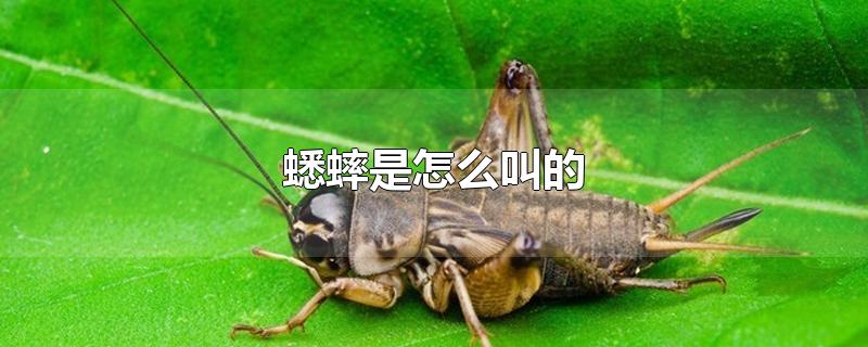 蟋蟀是怎么叫的用文字表达(蟋蟀是怎么叫的拟声词)