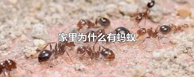 家里有很多蚂蚁是怎么回事(家里有小蚂蚁是什么原因造成的)