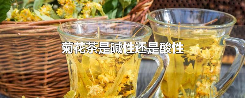 菊花茶是碱性还是酸性食物(喝菊花茶有什么好处和坏处吗)