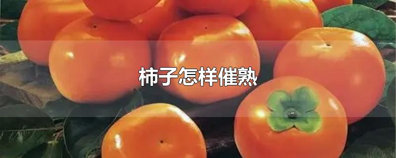 柿子怎样催熟快又好吃(柿子催熟最简单的方法)