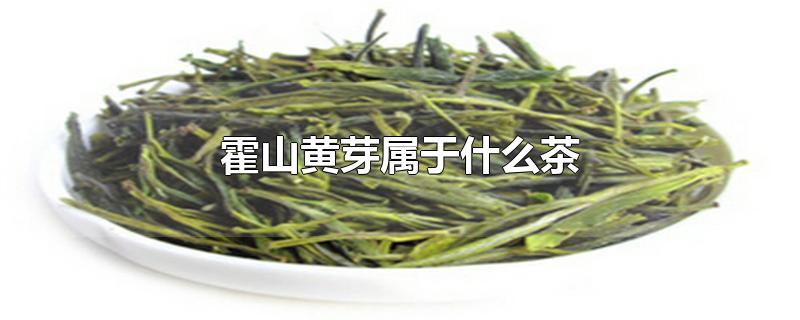霍山黄芽属于什么茶多少钱一斤(霍山黄芽属于什么茶类)