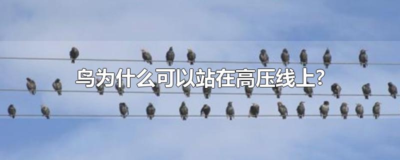 鸟为什么可以站在高压线上?(鸟为什么可以站在高压线上?作)