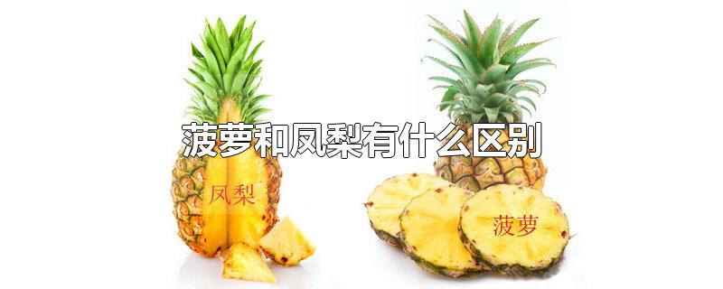 菠萝和凤梨有什么区别哪个好吃(菠萝和凤梨有什么区别?一张图告诉你)