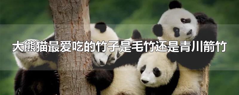 大熊猫最爱吃的竹子是毛竹还是青川箭竹?(熊猫喜欢吃的竹子种类)