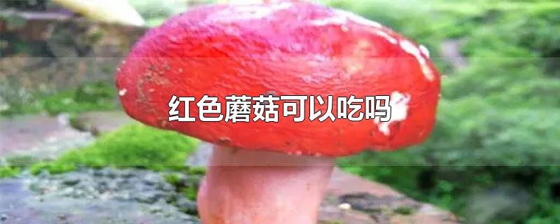 红色蘑菇可以吃吗?(红色蘑菇可以吃吗山上的)