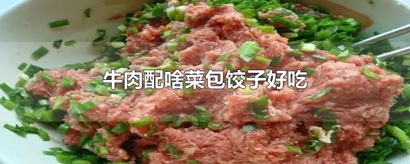 牛肉和啥菜包饺子好吃(牛肉饺子馅配什么蔬菜好吃)
