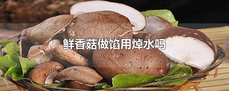 鲜香菇做馅用焯水吗什么馅的饺子好吃(鲜香菇做馅用焯水吗?)